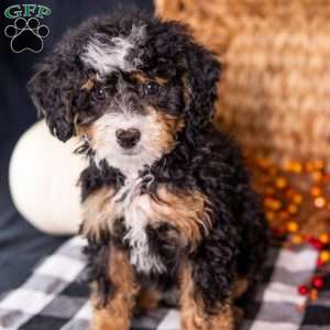 Zoey, Mini Bernedoodle Puppy